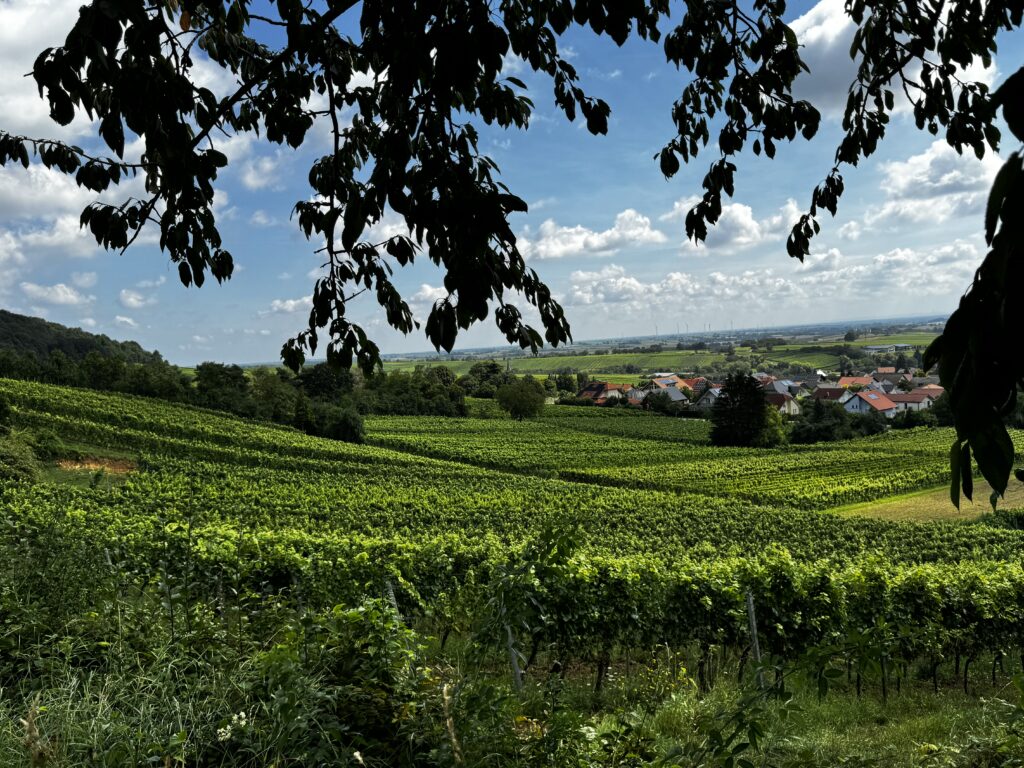 Spaziergang durch die Weinberge, Grenzgänger, Elsass Frankreich, Pfalz, Weingut Jülg, Opus Oskar Chardonnay, Weinverkostung, Weinliebe auf Reisen, Weinreise, Weingutsbesuch,