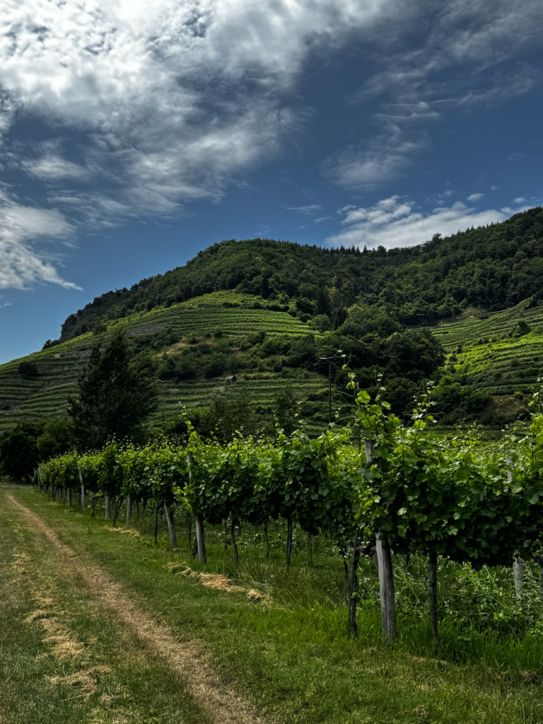 Weinberge in Wachau und Kremstal